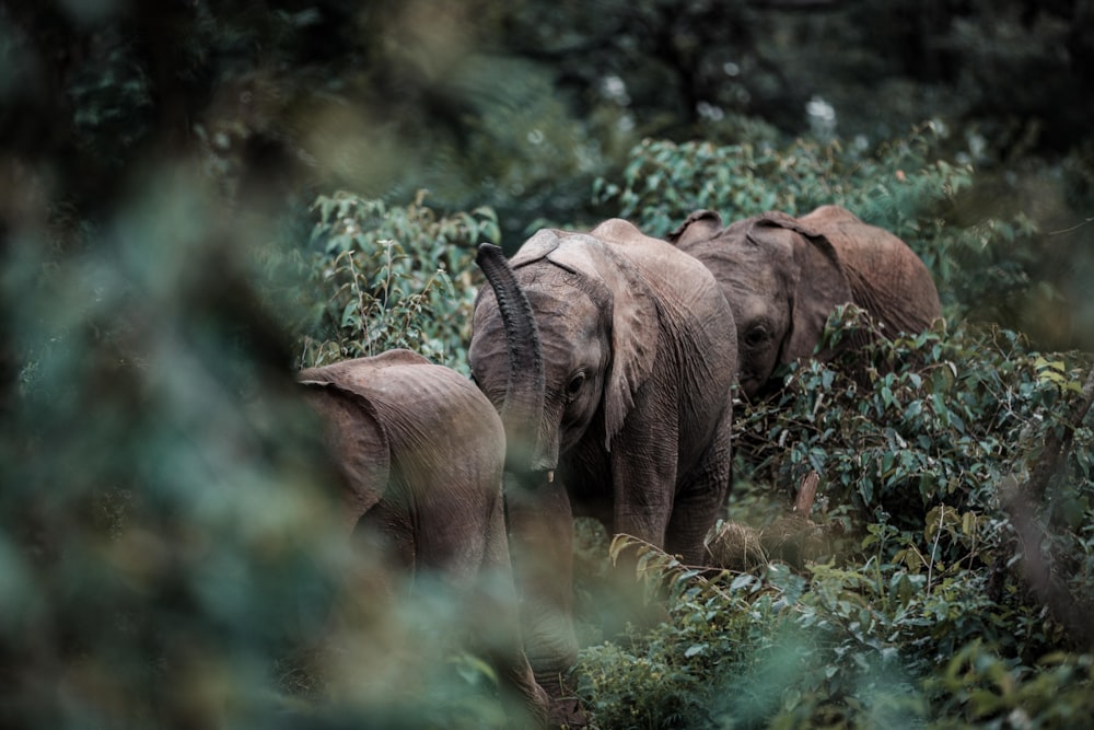 a group of elephants walking through a lush green forest