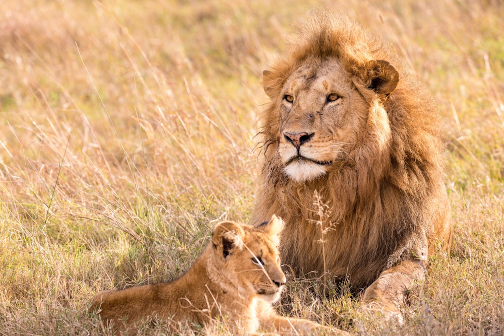 a large lion and a small lion laying in the grass
