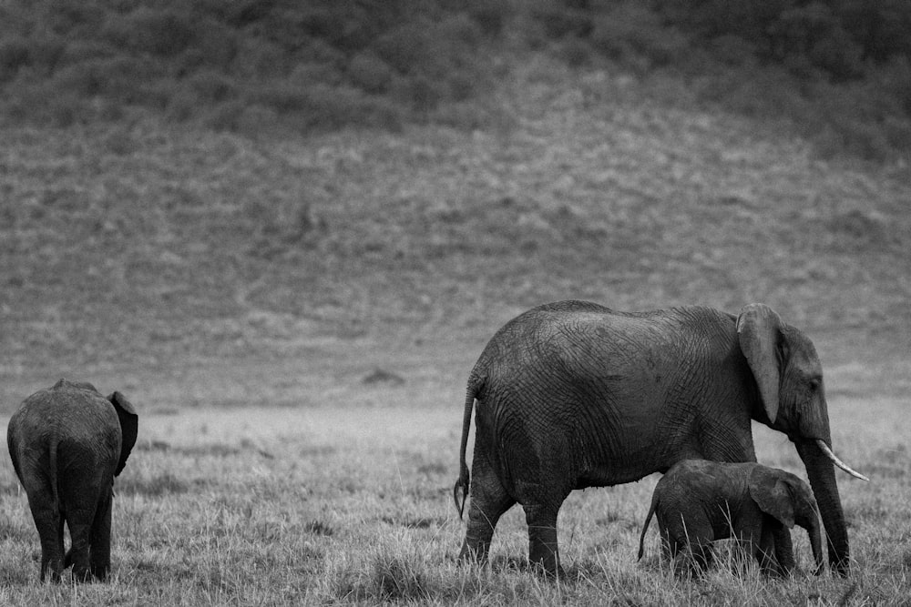 a group of elephants walking across a grass covered field