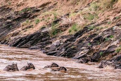 a herd of wild animals wading through a river