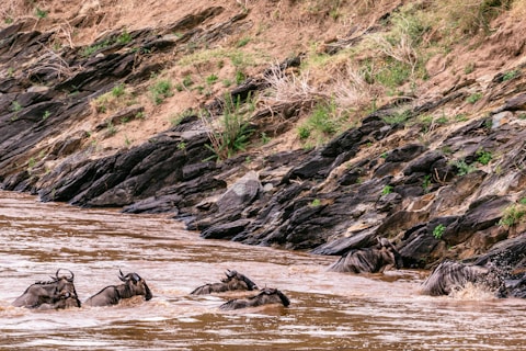 a herd of wild animals wading through a river