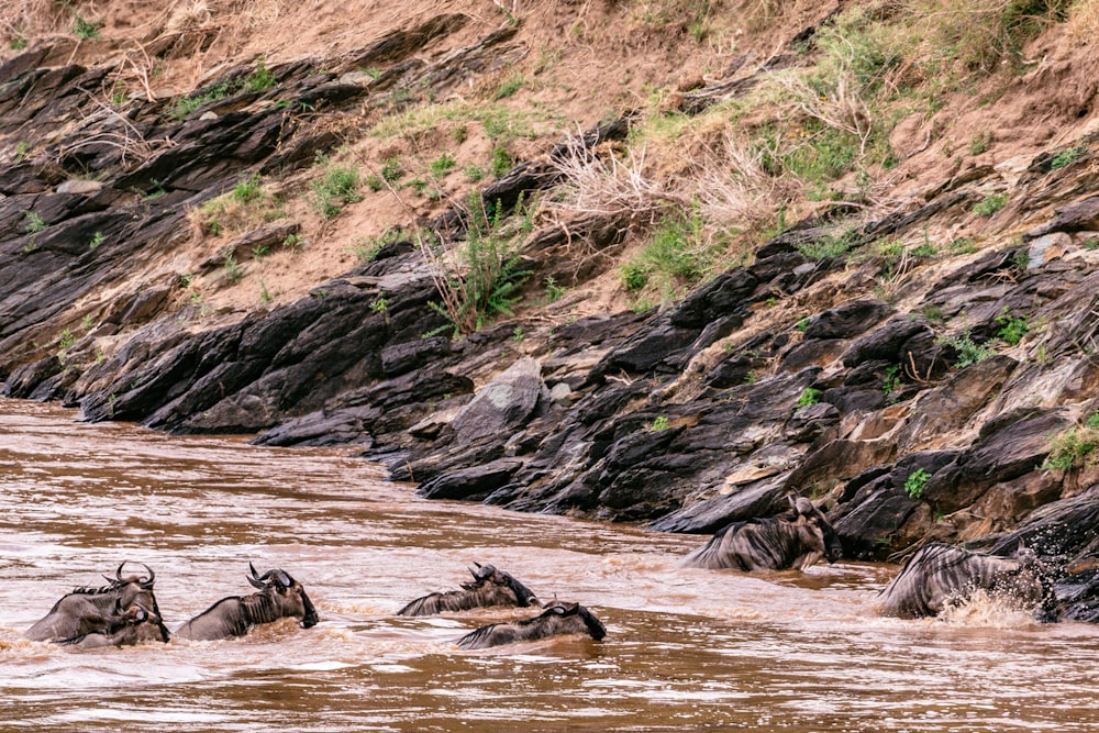 a herd of wild animals wading through a river