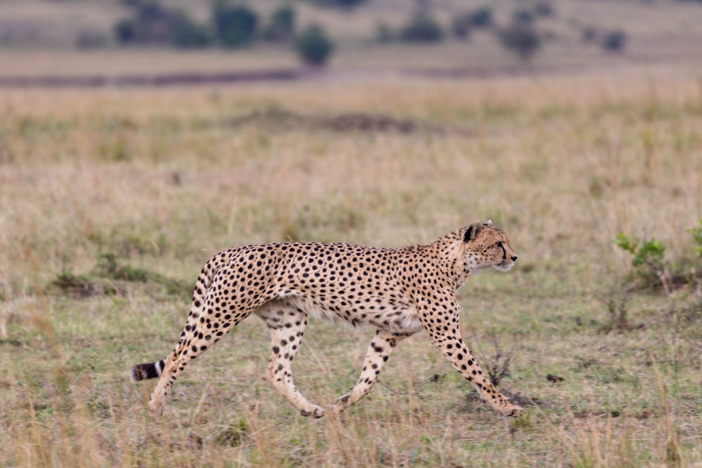 a cheetah running across a field in the wild