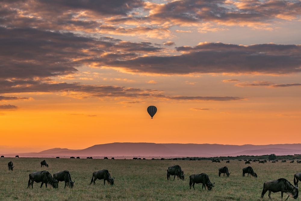 a group of horses grazing in a field with a hot air balloon in the sky