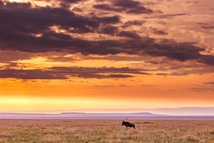 A vast savanna landscape with a solitary wildebeest in the foreground under a dramatic sunset. The sky is filled with dark, dense clouds, transitioning into warm hues of orange and yellow near the horizon. The distant hills create a subtle silhouette against the colorful sky.