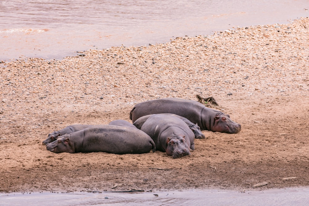 a group of hippo laying on top of a sandy beach