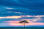 A serene sunrise over an African savannah with a lone acacia tree silhouetted against the sky.