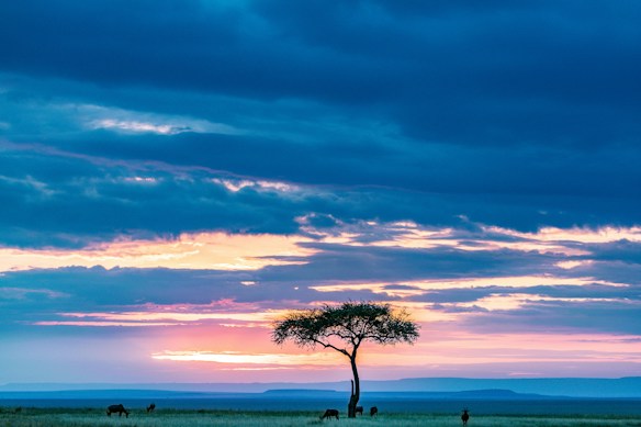 A serene African savanna landscape at sunset with a lone acacia tree silhouetted against a vibrant sky. The sky displays a striking gradient of blue, purple, pink, and orange hues. In the foreground, a few grazing animals are visible, creating a peaceful and natural scene.
