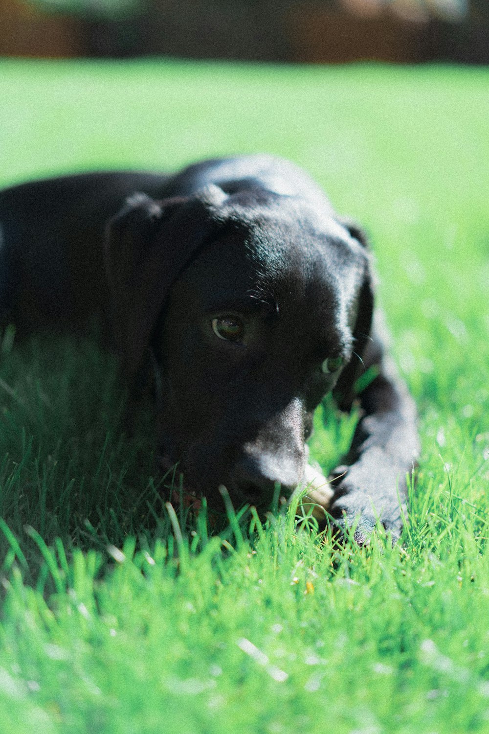 a black dog laying on top of a lush green field