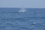 A vast expanse of ocean under a clear blue sky, with shades of deep blue water stretching to the horizon. There is a visible disturbance on the water's surface suggesting the presence of a marine creature.