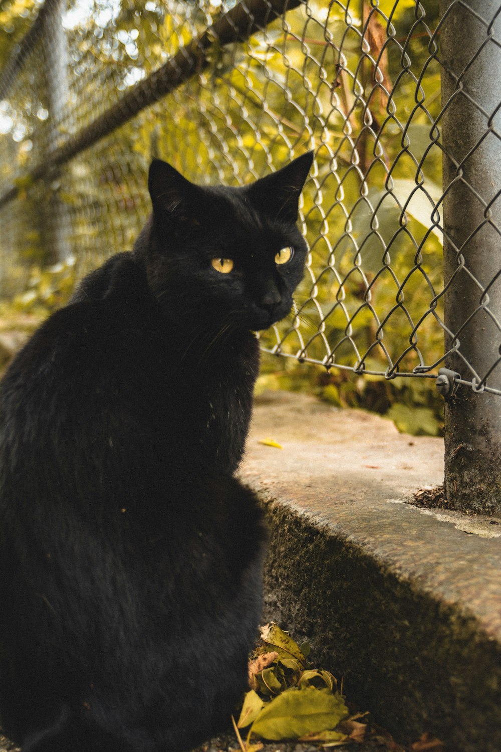 a black cat sitting on the ground next to a fence