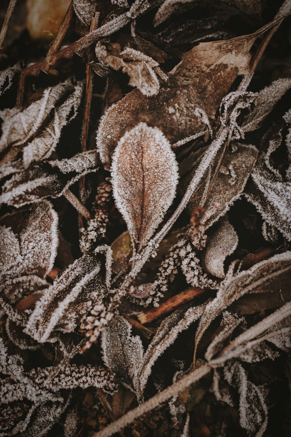 a close up of a plant with frost on it