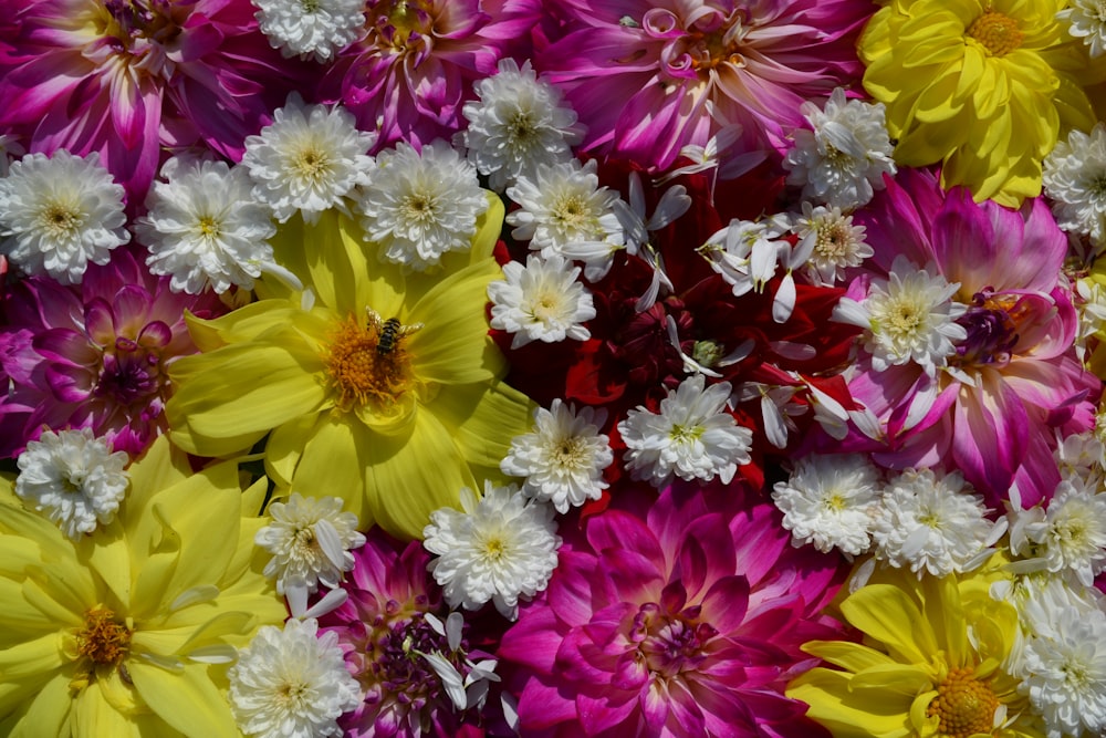 a bunch of flowers that are in the grass