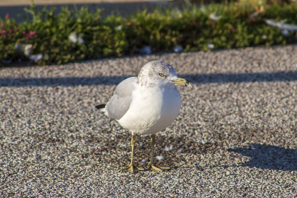 a seagull is standing on a gravel road