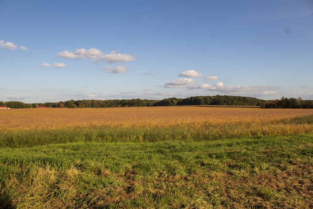 a field of grass with a red barn in the distance