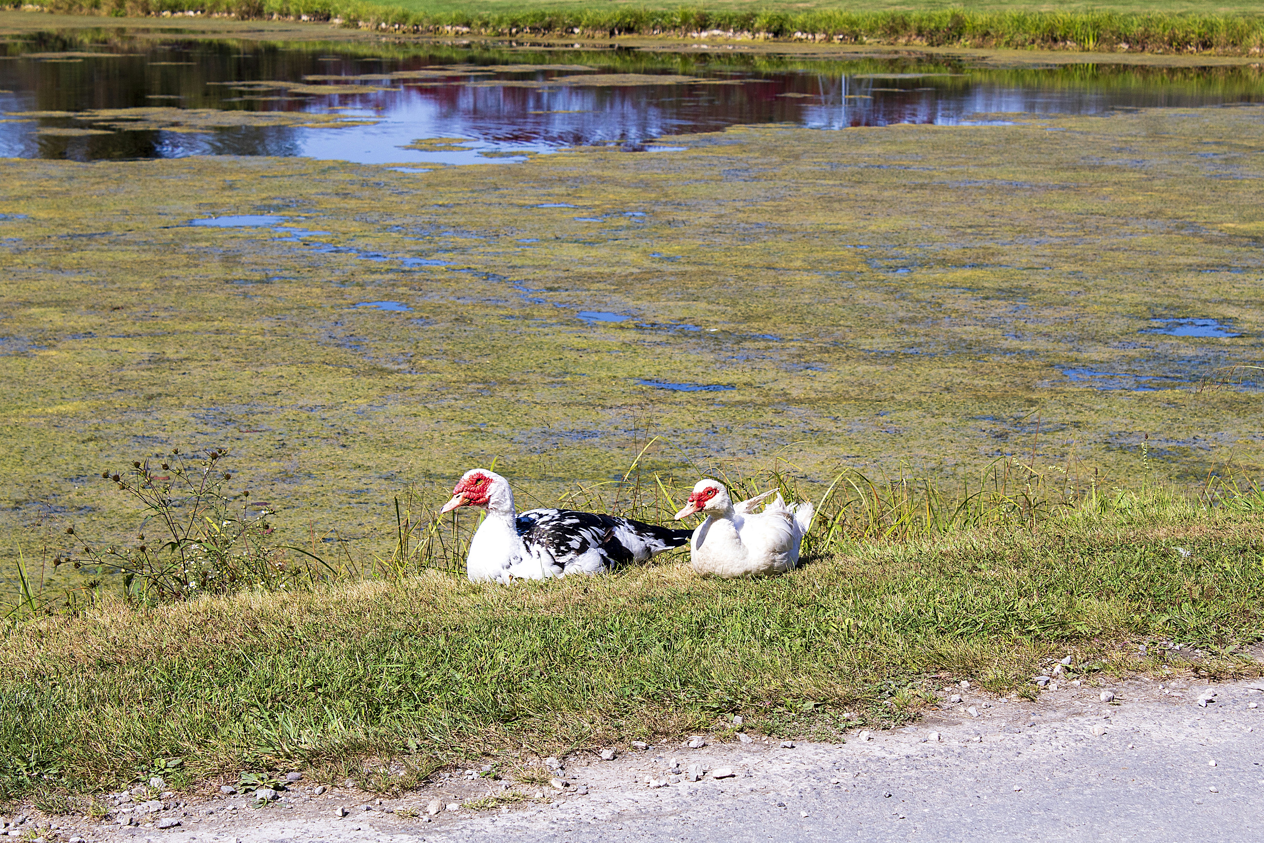 a couple of ducks sitting on top of a grass covered field