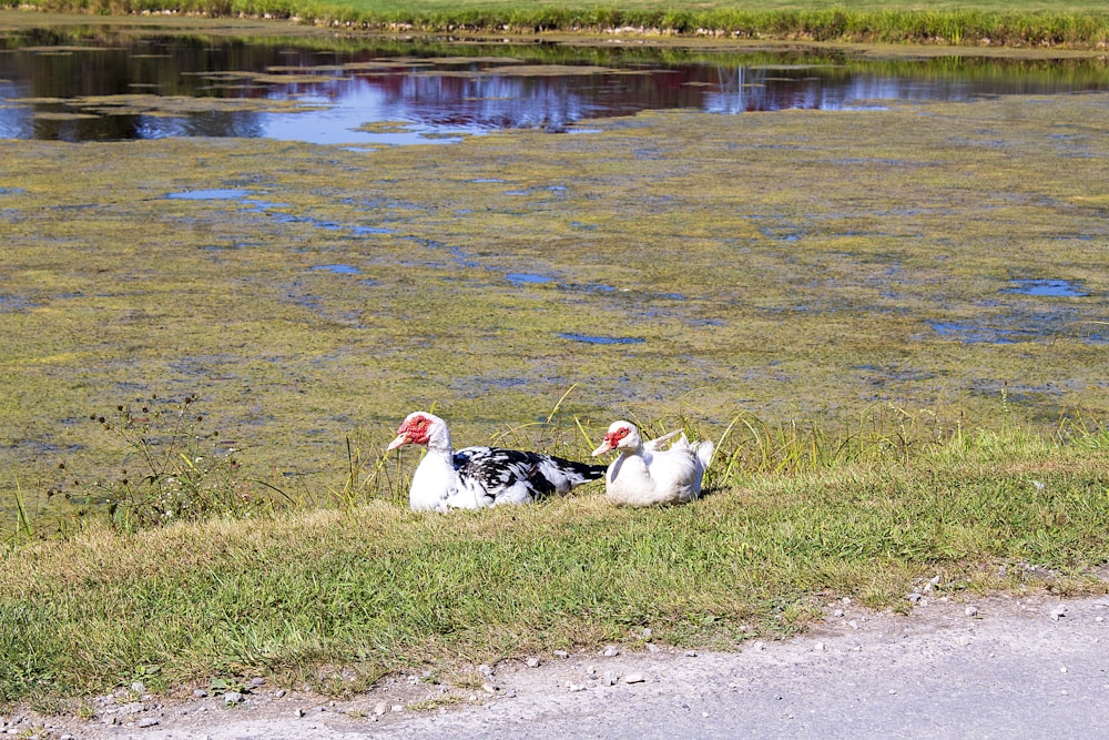a couple of ducks sitting on top of a grass covered field