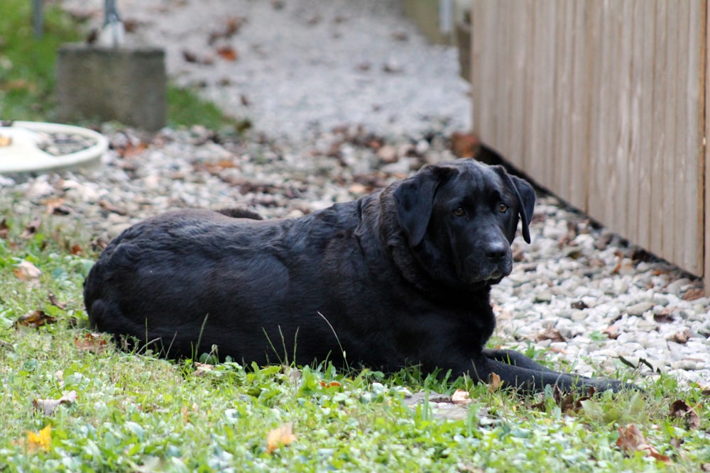 a black dog laying in the grass next to a fence
