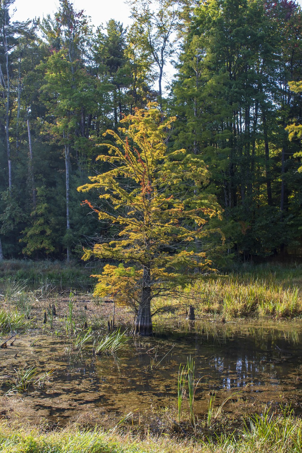 a small tree in the middle of a swamp