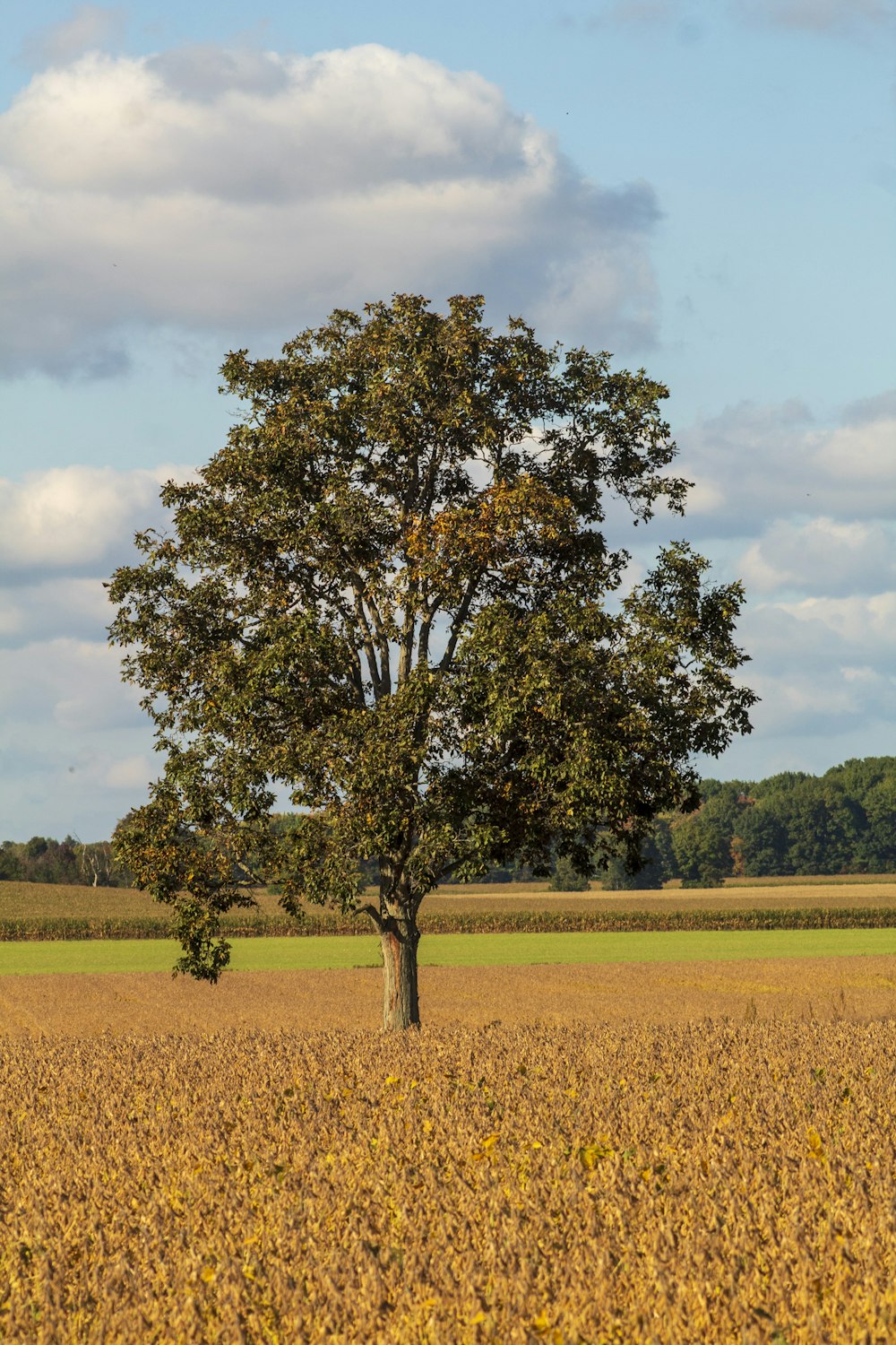 a lone tree stands alone in a field