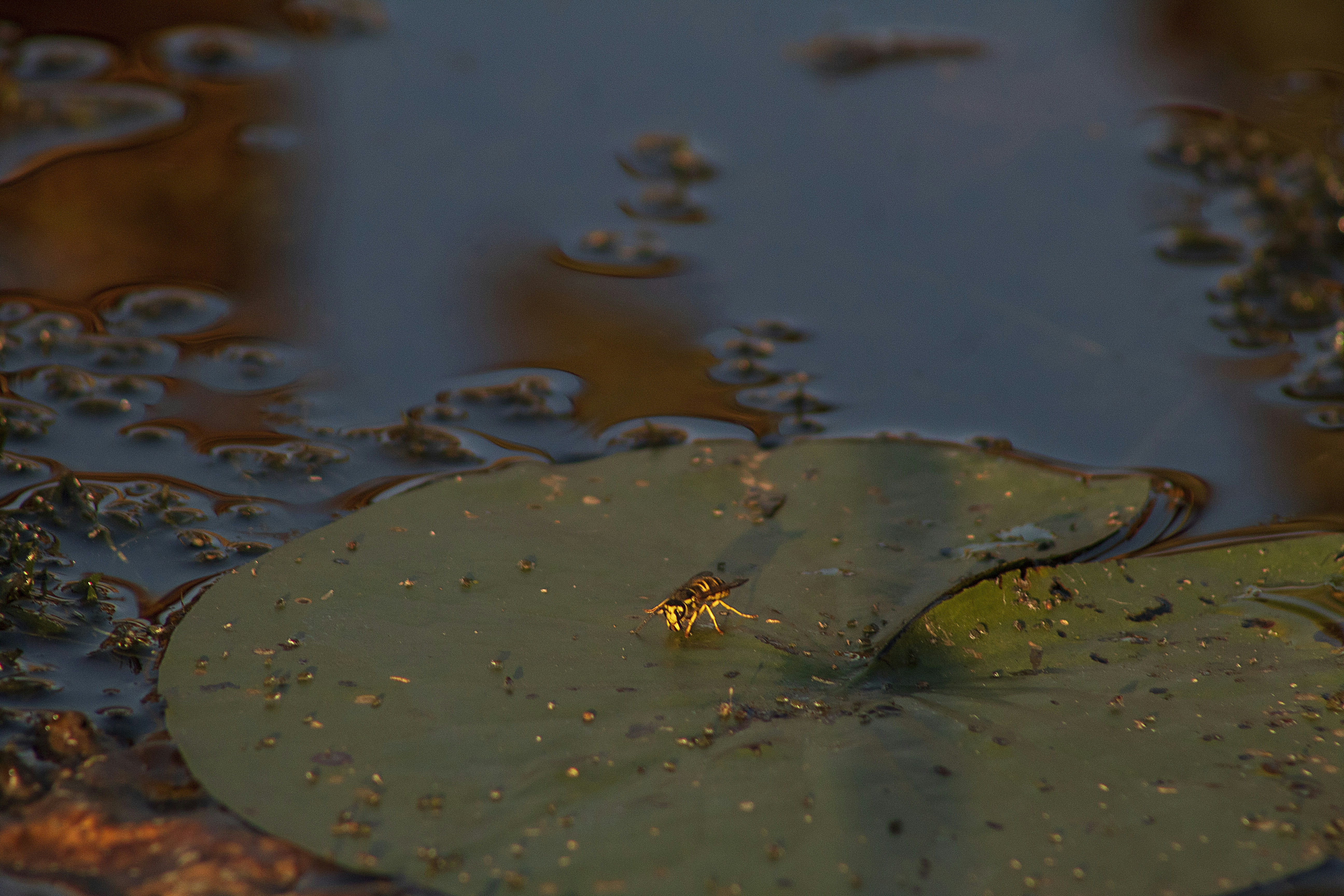 Photo by chuckscandidcaptures