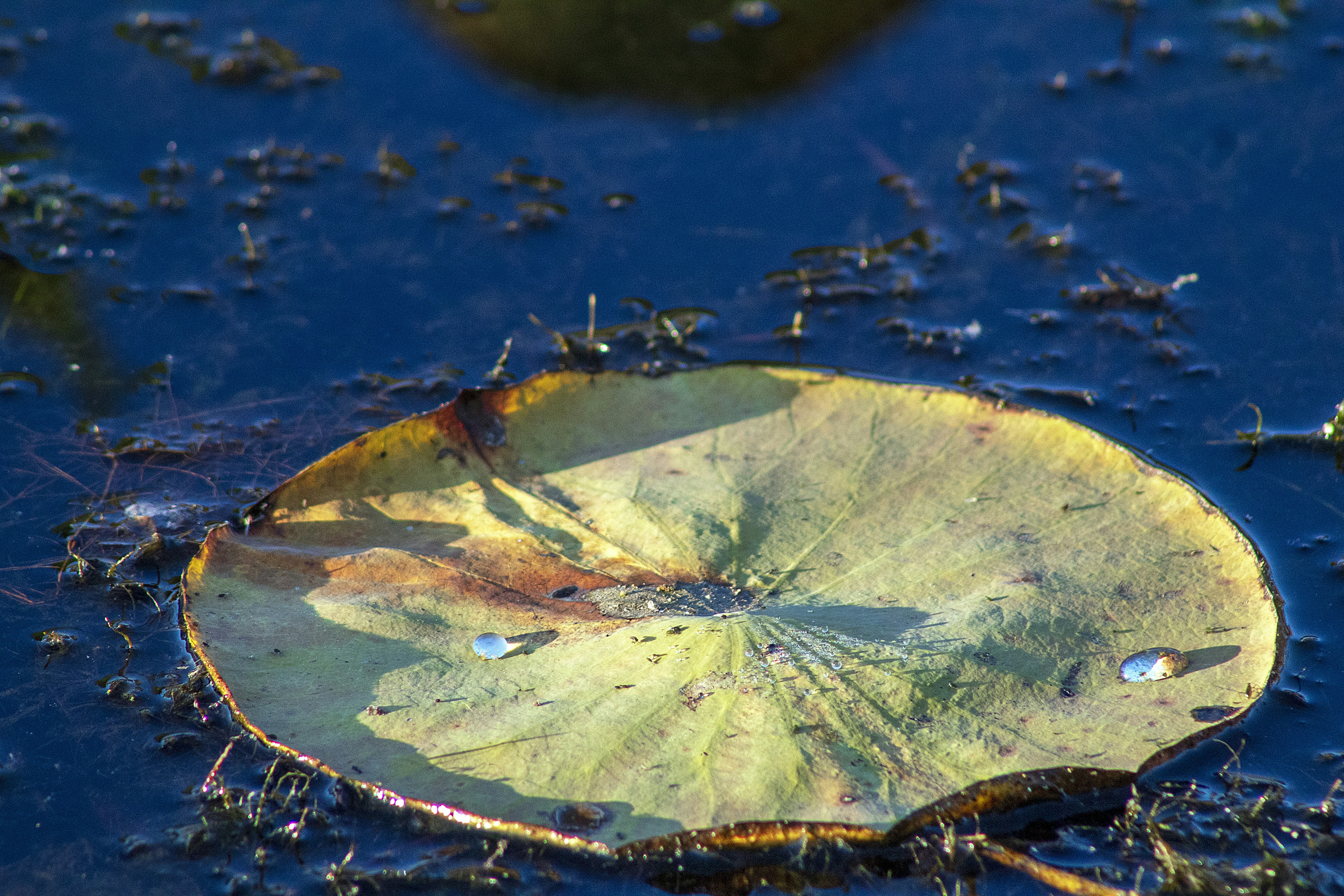 a leaf floating on top of a body of water