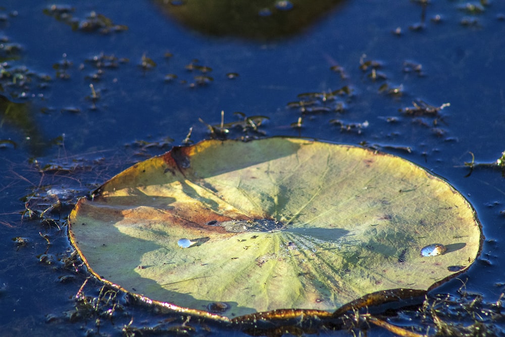 a leaf floating on top of a body of water