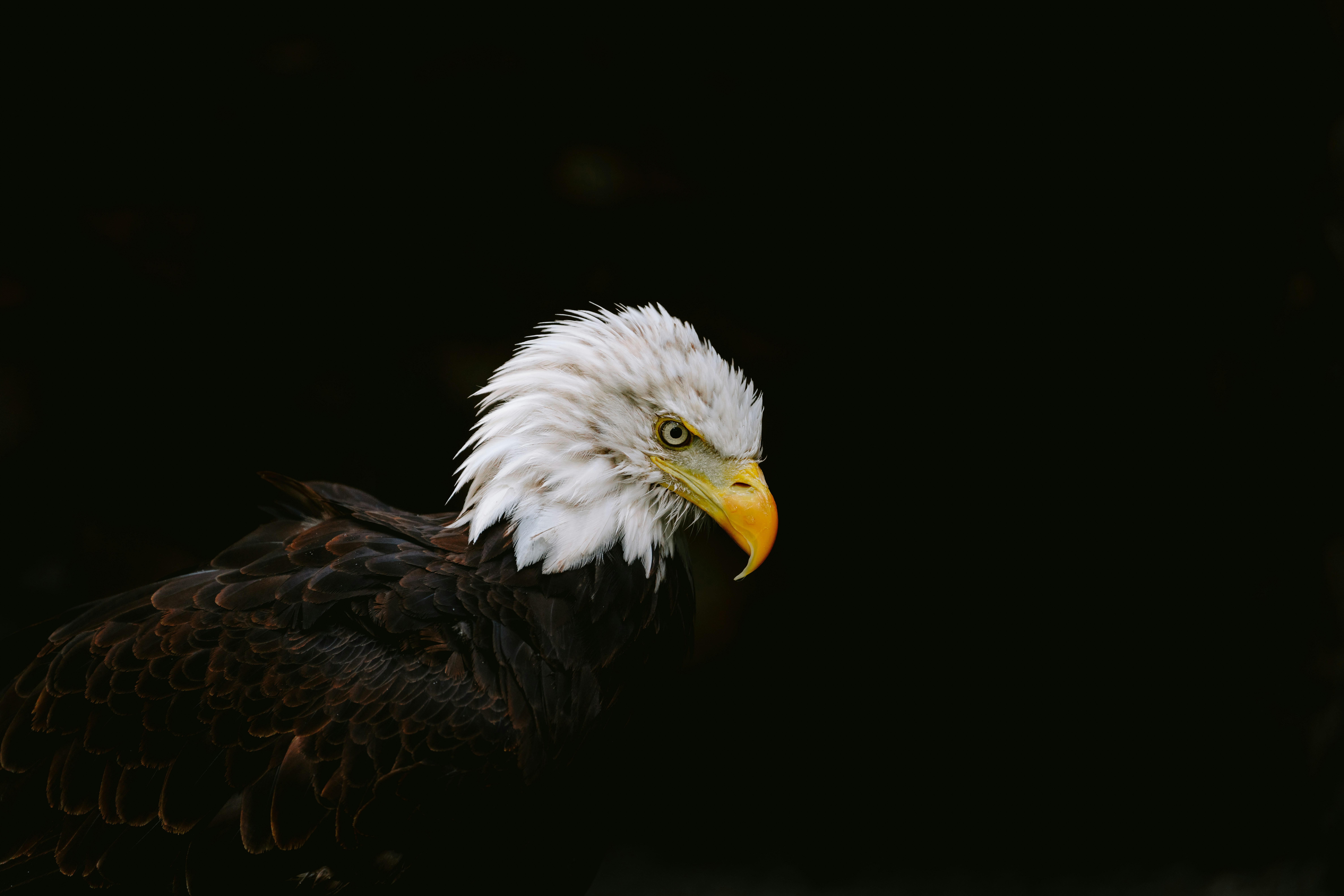 The mighty eagle, the symbol of America, is now the star of a beautiful Unsplash collection containing over eagle 500 images that are totally free to use. Welcome to the future.