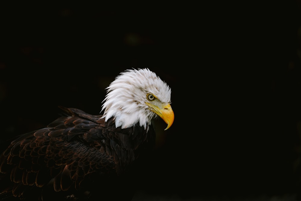 a bald eagle with a white head and yellow beak
