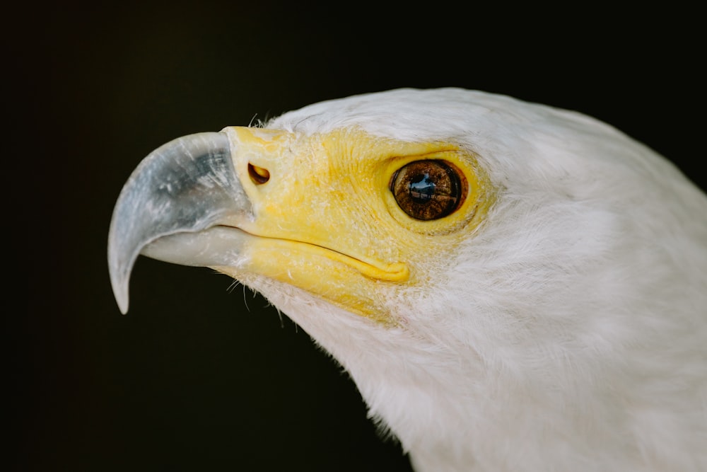 a close up of a white bird with a yellow beak