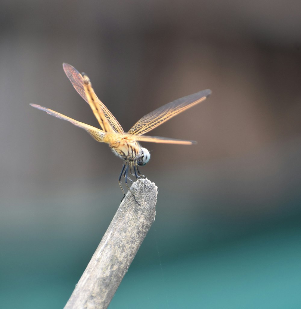 a close up of a dragonfly on a stick