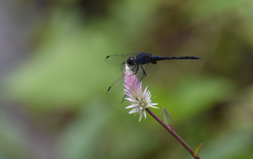 a dragon fly sitting on top of a flower