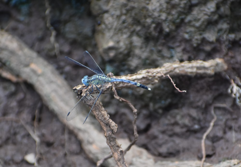 a blue dragonfly sitting on top of a tree branch