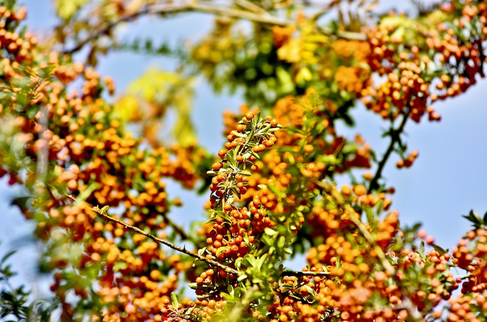 a close up of a bunch of berries on a tree