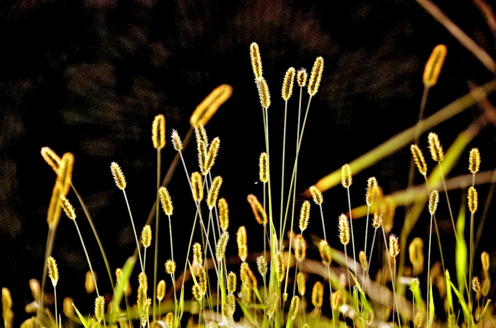a close up of a bunch of grass