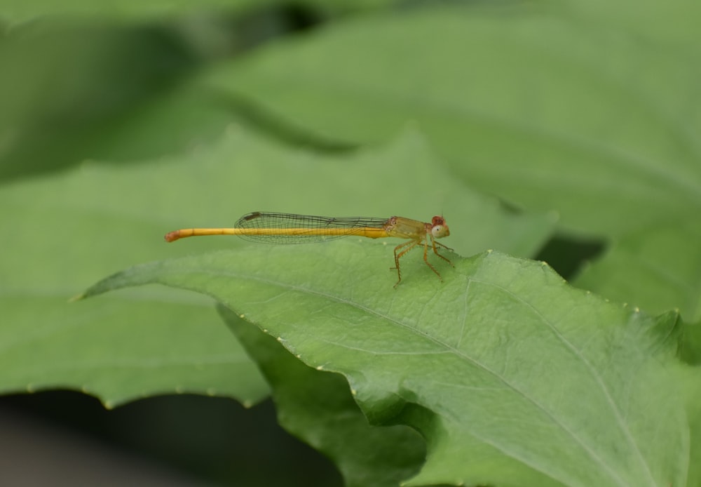 a yellow and red insect sitting on a green leaf