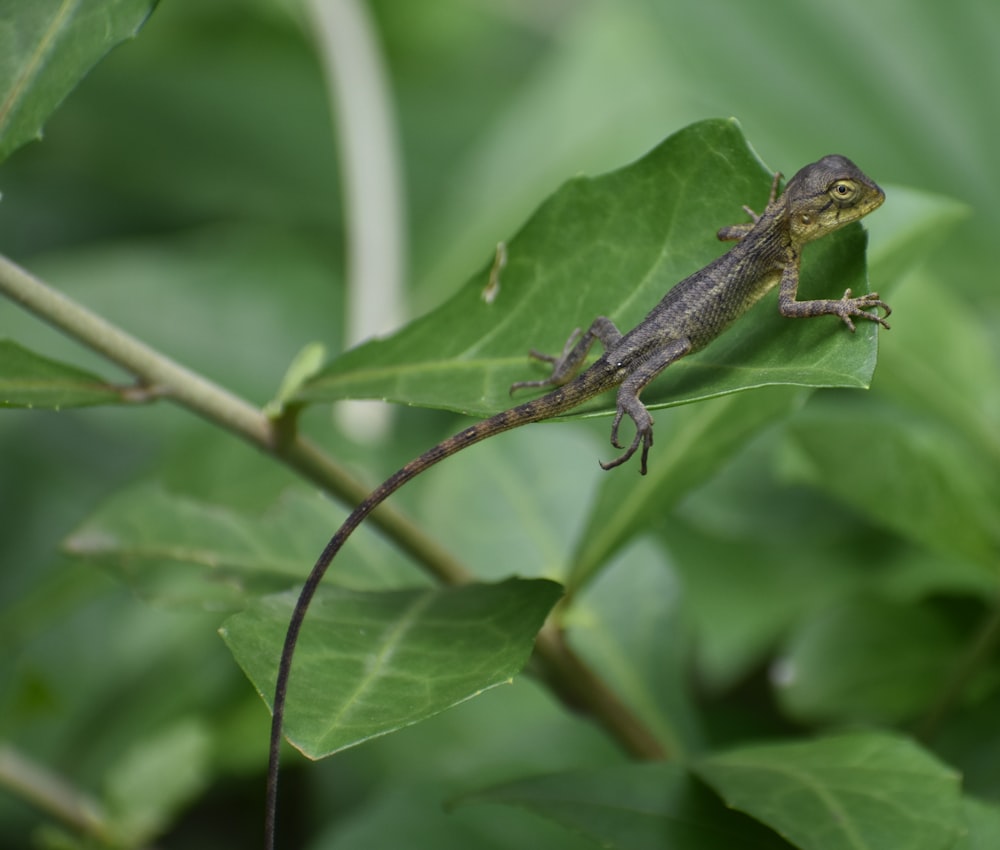 a lizard sitting on top of a green leaf