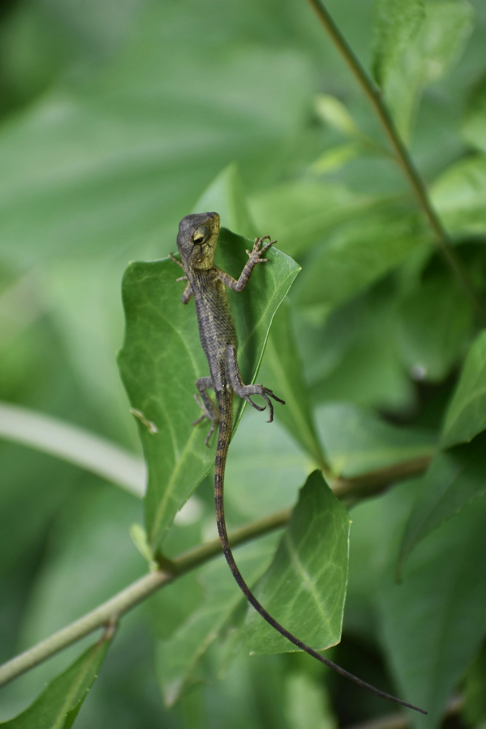 un lézard assis au sommet d’une feuille verte