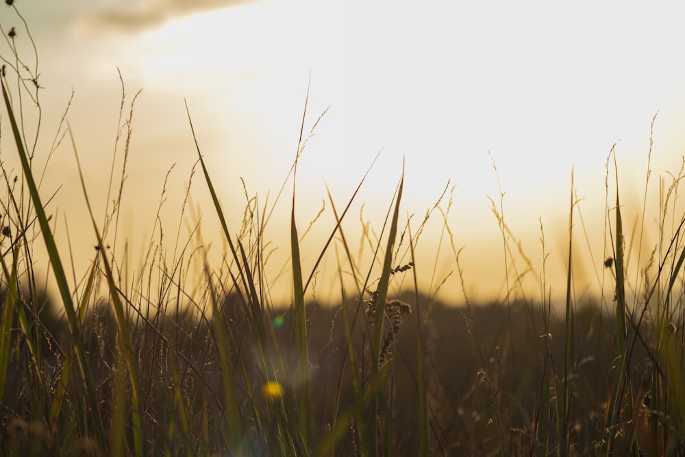 the sun is setting over a field of tall grass