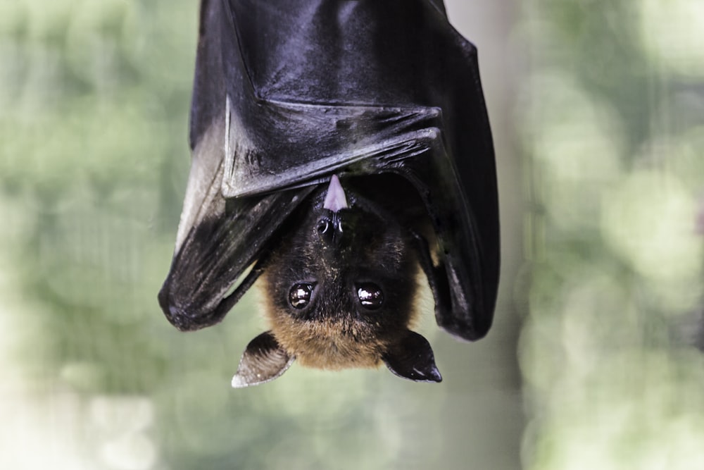 a bat hanging upside down in a tree