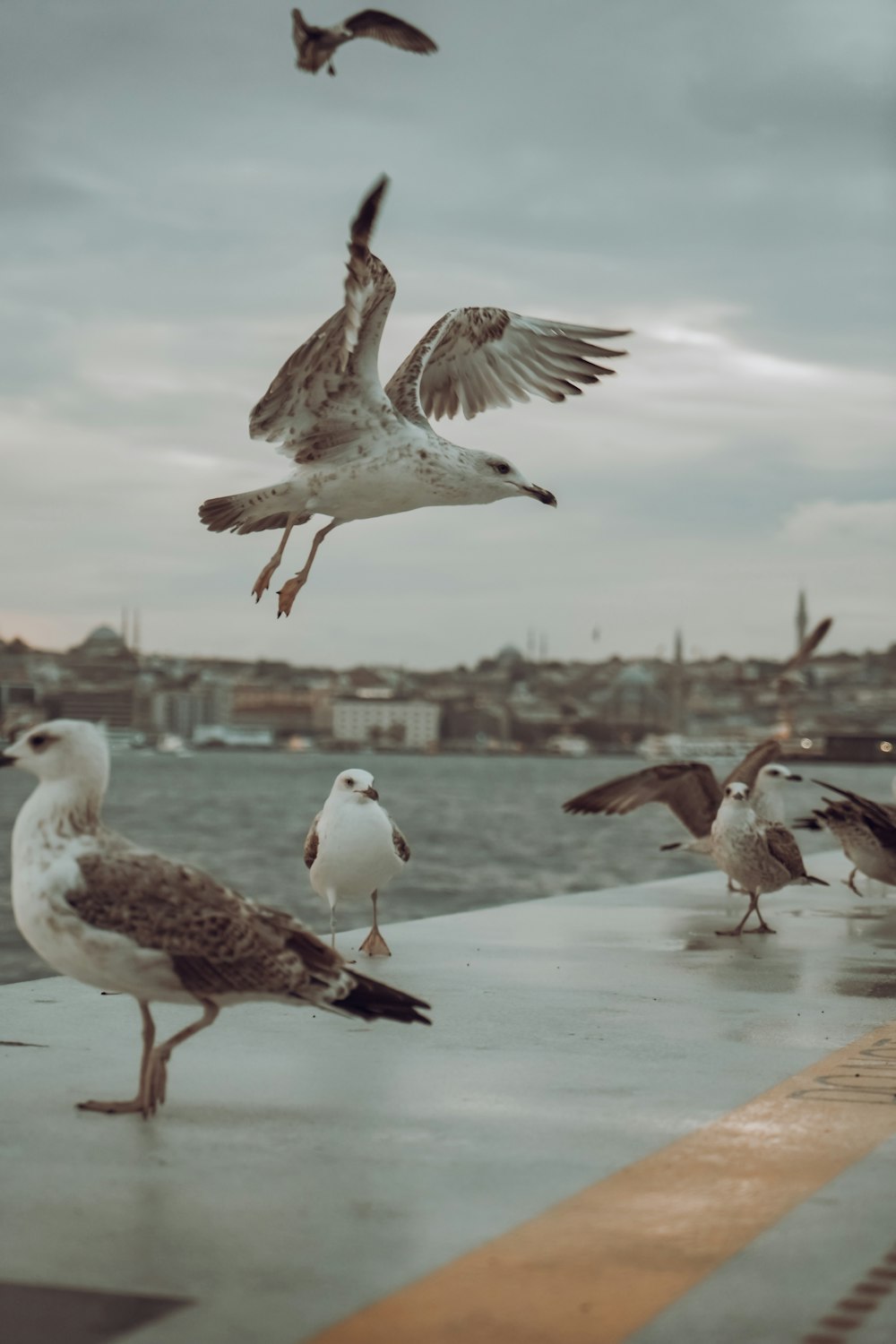 um bando de gaivotas voando sobre um corpo de água