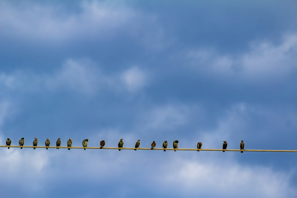 une volée d’oiseaux assis au sommet d’une ligne électrique