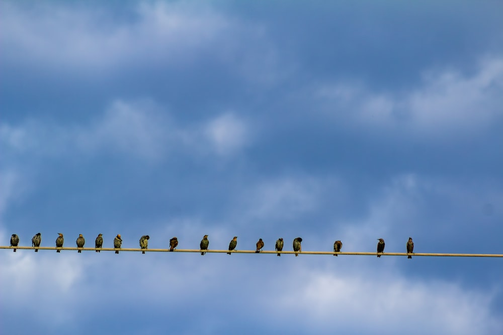 a flock of birds sitting on top of a power line