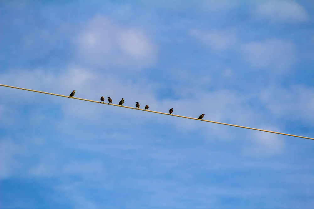 a flock of birds sitting on top of a power line