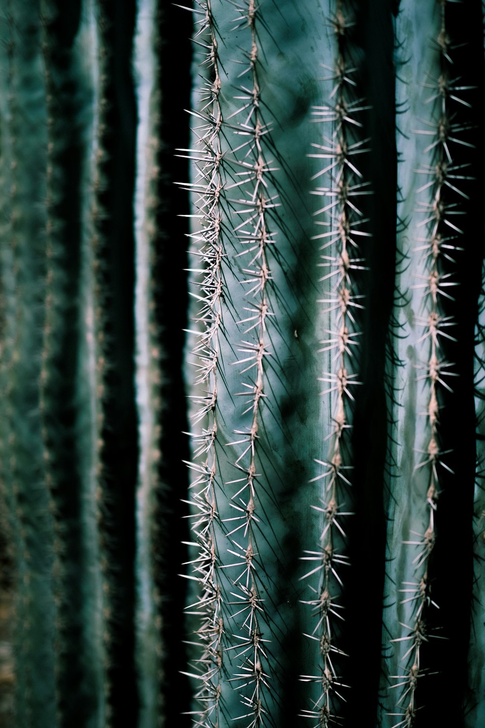 a close up of a bunch of cactus plants