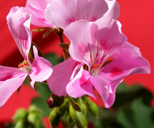 Close-up of delicate pink petals blending seamlessly into bold crimson strokes, symbolizing feminine strength.