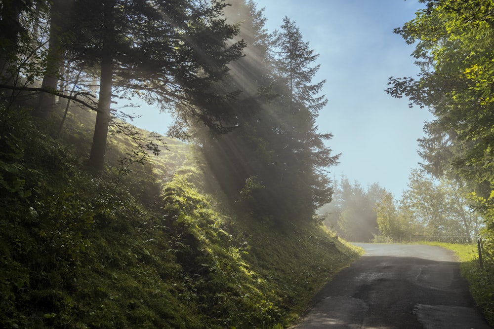 the sun shines through the trees on a road