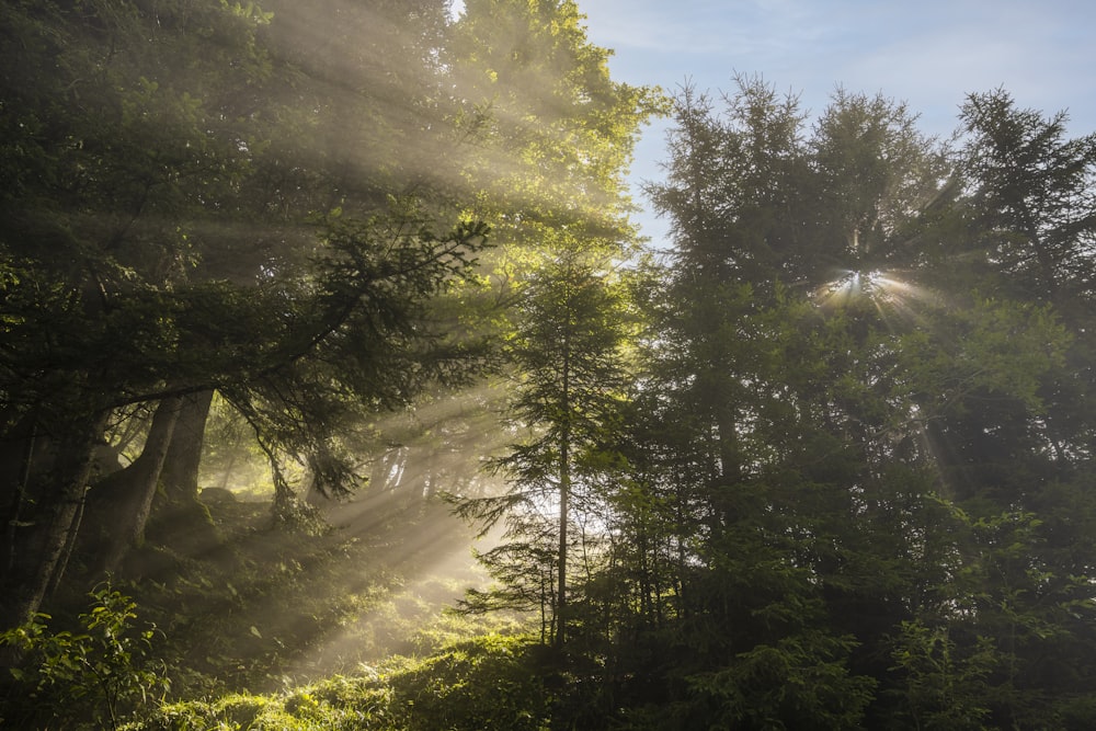 the sun shines through the trees in the forest