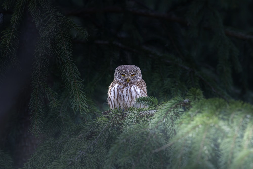 an owl sitting on a branch of a pine tree