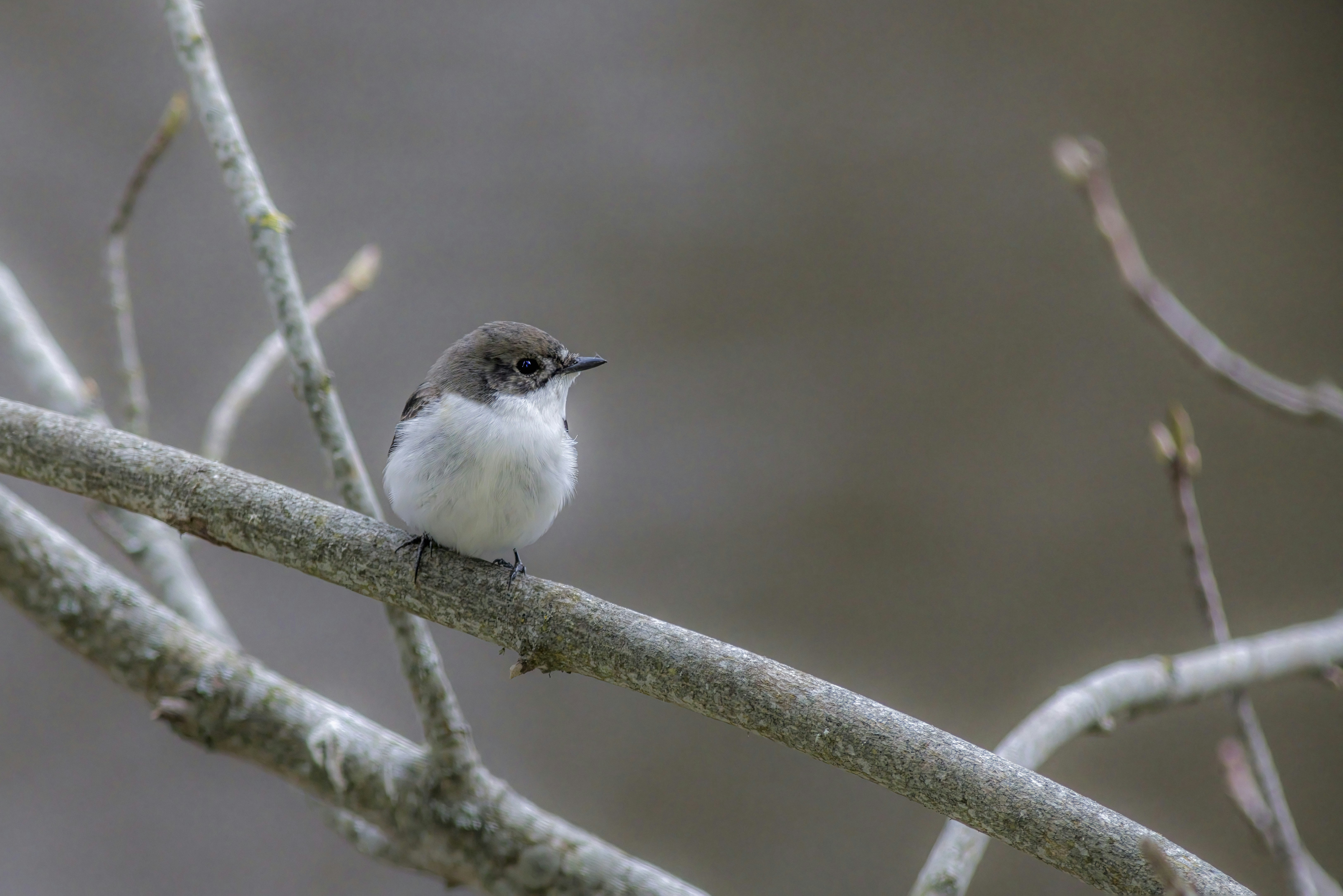 Photo by erik_karits